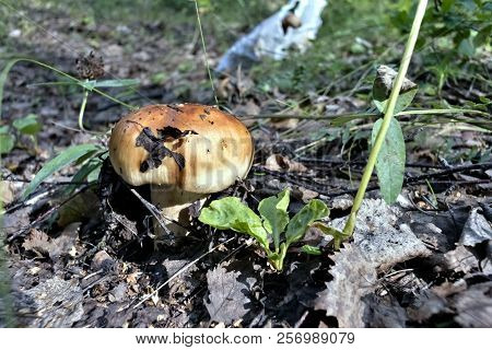 Mushroom With The Latin Name Russula Foetens Grew Up In The Forest On Old Leaves
