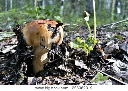 Mushroom With The Latin Name Russula Foetens Grew Up In The Forest On Old Leaves