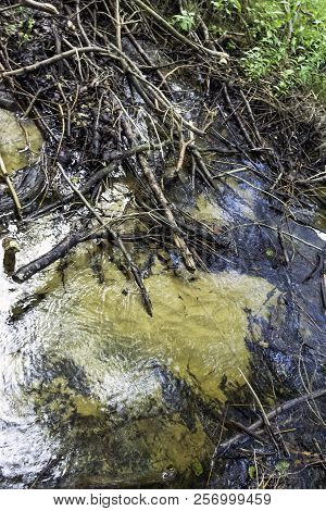 Stream In Wild Forest - Slowinski National Park, Kaszuby, Pomorskie, Poland