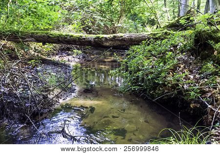 Stream In Wild Forest - Slowinski National Park, Kaszuby, Pomorskie, Poland