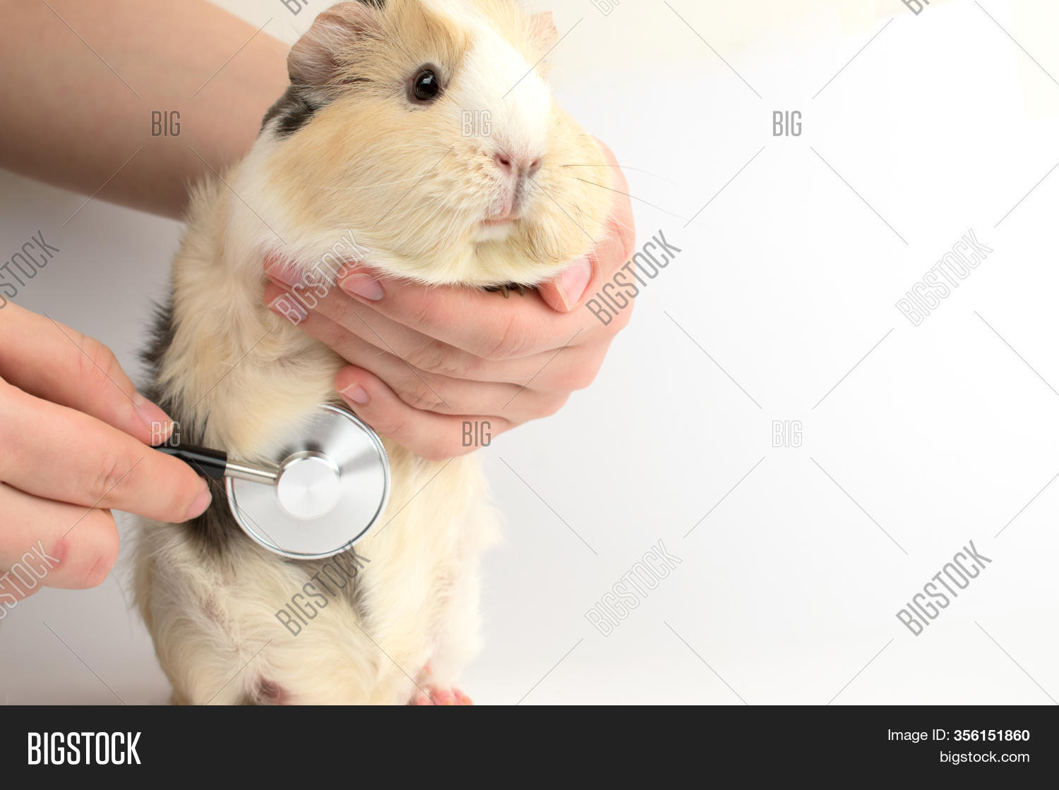 guinea pig treatment