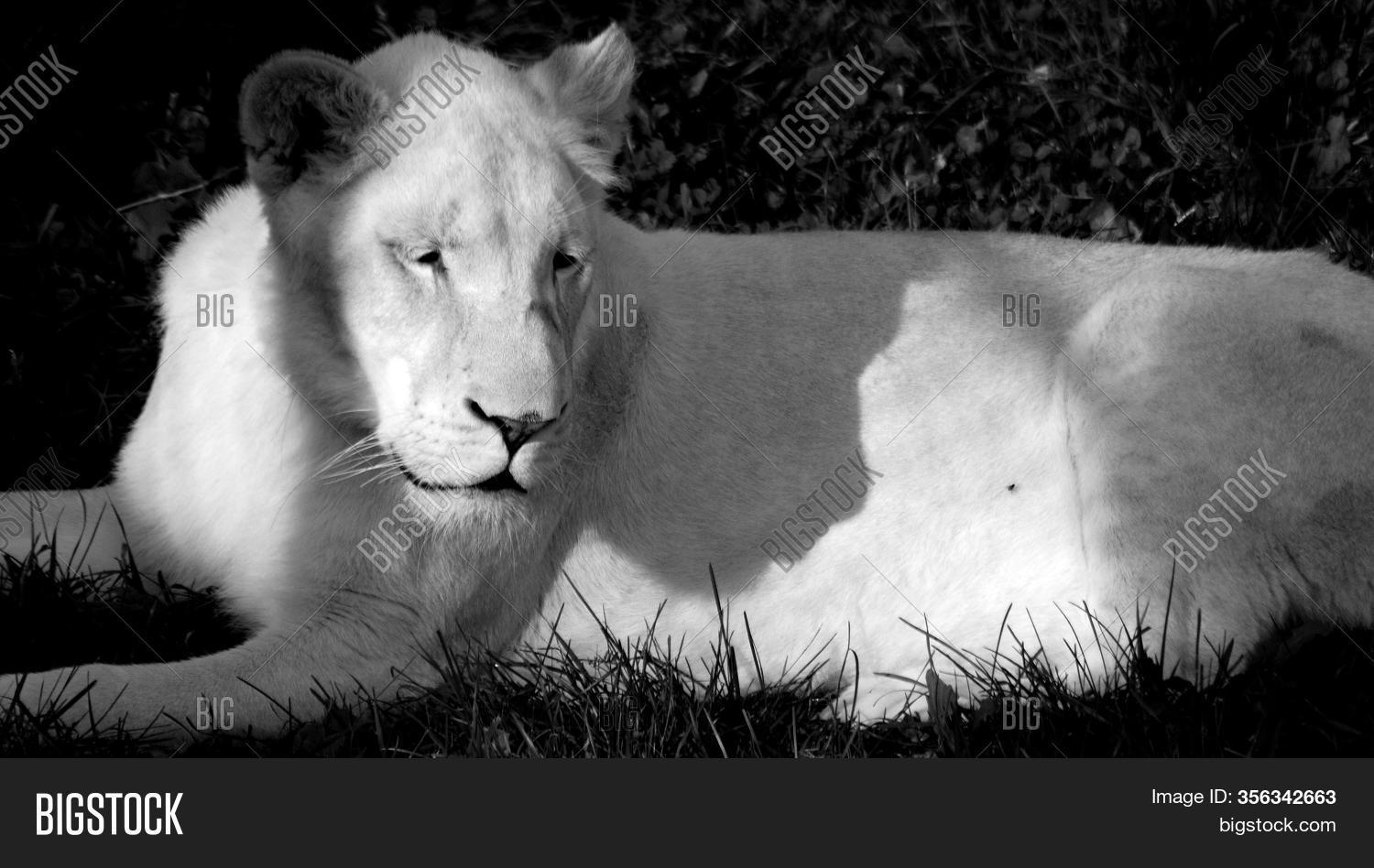 Female White Lion Rare Image & Photo (Free Trial) Bigstock