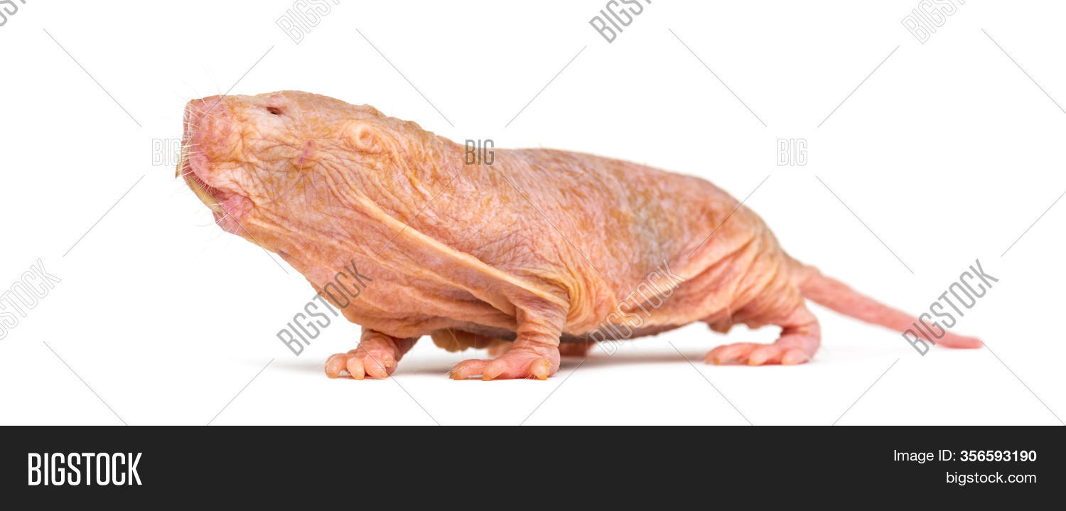 Naked Mole-rat, Image & Photo (Free Trial) Bigstock