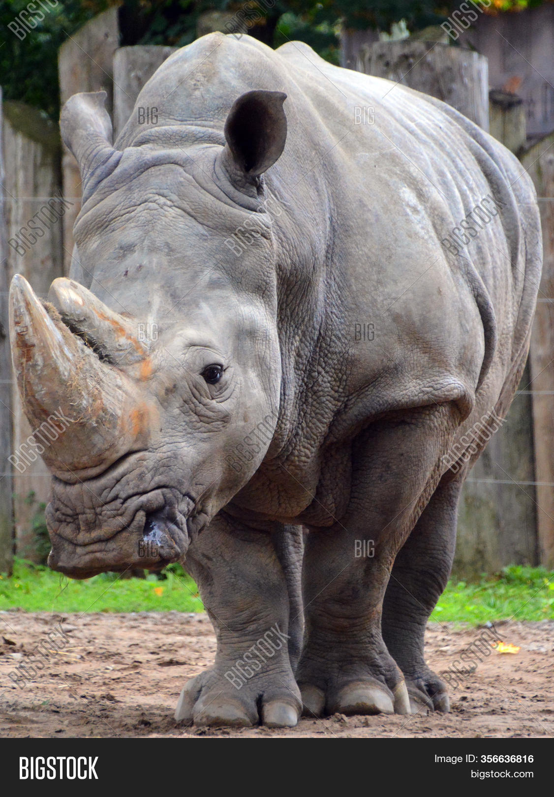White Rhinoceros Image & Photo (Free Trial) | Bigstock