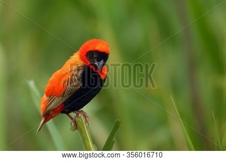 The Southern Red Bishop Or Red Bishop (euplectes Orix) Sitting On The Branch With Green Background. 