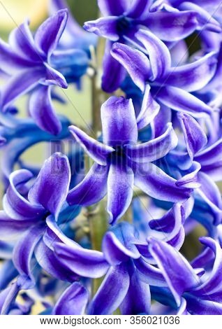 Hyacinthus Orientalis Blue-common Dutch Garden Hyacinth Close Up