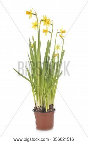 Narcissus Jonquilla In Front Of White Background