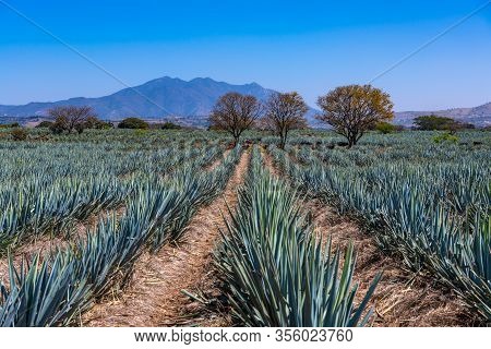 Blue Agave Field In Tequila, Jalisco, Mexico