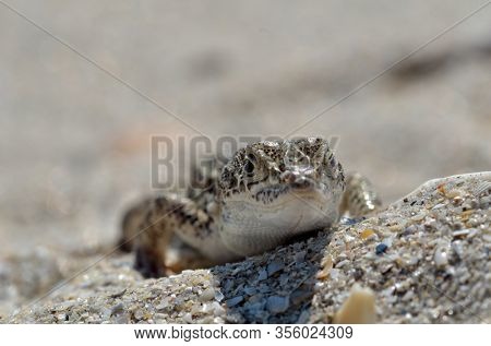 Steppe Racer Lizard (Eremias arguta) on the sand - Black Sea shore