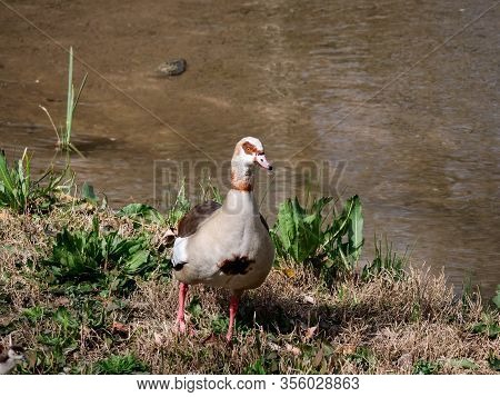 Nile Goose Invasive Species In The Appleres River In Madrid