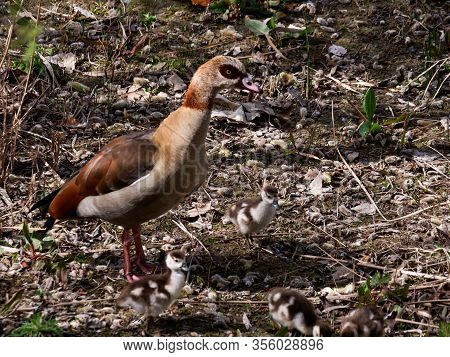 Nile Goose Invasive Species In The Appleres River In Madrid