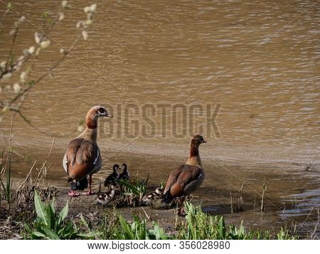 Nile Goose Invasive Species In The Appleres River In Madrid
