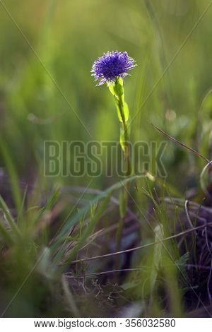 Globularia Bisnagarica, The Common Ball Flower, Blue Blossom.