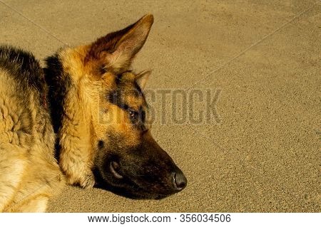 Cheerful Perky Dog On A Gray Background. German Shepherd. Cute Little Face.
