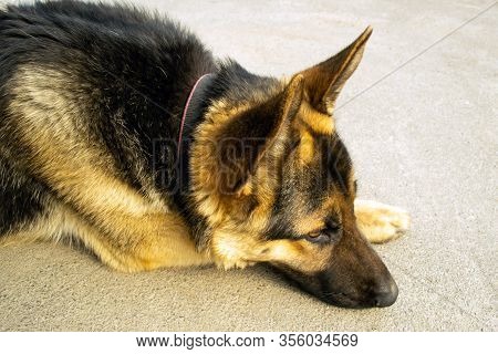 Cheerful Perky Dog On A Gray Background. German Shepherd. Cute Little Face.