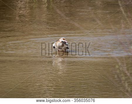 Nile Goose Invasive Species In The Appleres River In Madrid