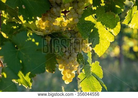 Prosecco White Grapes On A Vineyard Befor Harvesting In Valdobbiadene Hills. Veneto. Italy