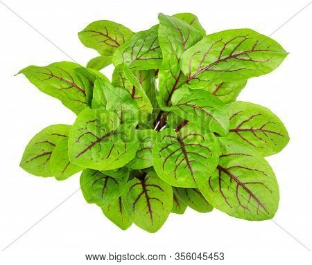 Red-veined Sorrel Isolated On A White Background