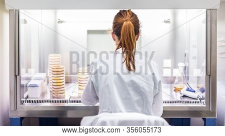 Female Scientist Working With Laminar Flow At Corona Virus Vaccine Development Laboratory Research F