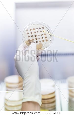 Female Scientist Working With Laminar Flow At Corona Virus Vaccine Development Laboratory Research F