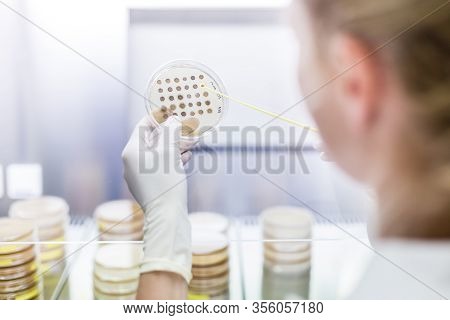 Female Scientist Working With Laminar Flow At Corona Virus Vaccine Development Laboratory Research F