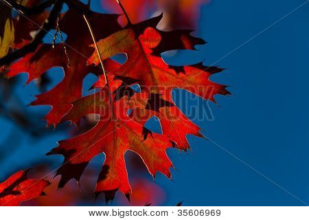 Feuilles de chêne rouge