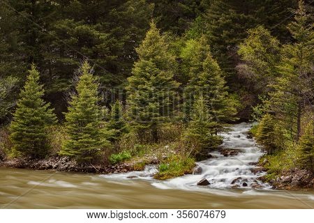 Gallatin River Stream White Water Rapids Set Amongst Pine Trees In Custer Gallatin National Forest, 
