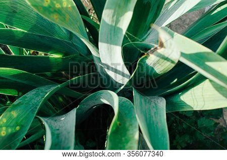 Iris Leaves Are Braided By A Thick Spider Web In Spring. The Suns Rays Fall On The Web. Close-up. Te