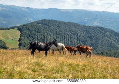 Horses With A Foal Walking In The Mountains On A Meadow On A Warm Summer Day. Natural Background