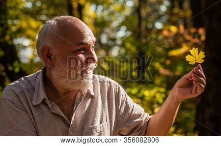 Fallen Leaf. Pensioner Hold Autumn Leaf Outdoors. Elderly Man Look At Yellow Leaf In Woodland. Leaf 