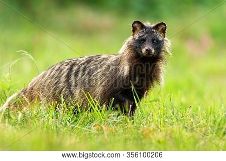 Interested Raccoon Dog Facing Camera In Green Natural Environment
