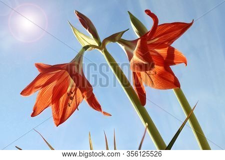 Red Zephyr Flowers Blossom In Spring Outdoor Against Blue Sky Closeup