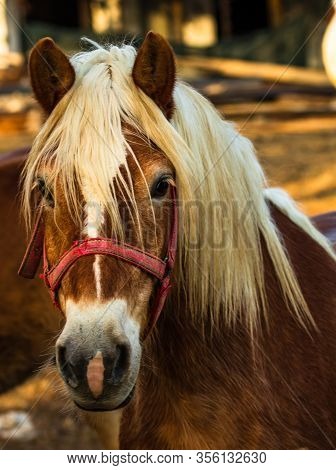 Wild Horse In Nature In The Sunset Light. Horse Farm Located In Valea Sipotului, Romania