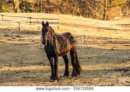 Wild Horse In Nature In The Sunset Light. Horse Farm Located In Valea Sipotului, Romania