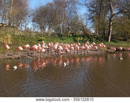 A Flock Of Flamingos On The Grass At The Edge Of A Lake With Their Reflection In The Water. Blue Ski
