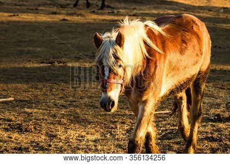 Wild Horse In Nature In The Sunset Light. Horse Farm Located In Valea Sipotului, Romania