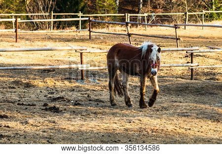 Wild Horse In Nature In The Sunset Light. Horse Farm Located In Valea Sipotului, Romania