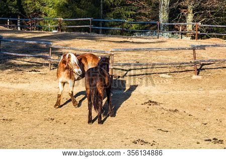 Wild Horse In Nature In The Sunset Light. Horse Farm Located In Valea Sipotului, Romania