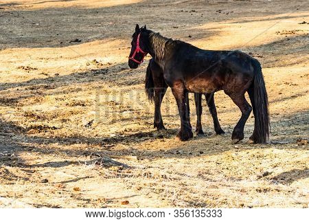 Wild Horse In Nature In The Sunset Light. Horse Farm Located In Valea Sipotului, Romania