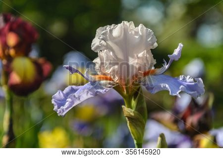 Iris Germanica. Closeup Of Flower Bearded Iris 