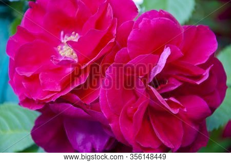 Bunch Of Rosy Roses. Beauty And Brillian Scent