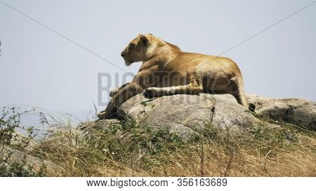 A Lioness Lying On Top Of A Kopjes At Serengeti
