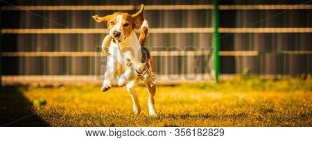 Happy Beagle Dog In Backyard Runs And Hops Jocularly With The Toy Towards Camera. Pets In Garden.