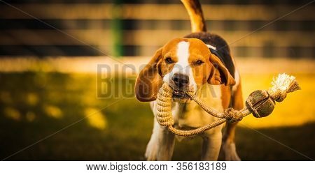 Happy Beagle Dog In Backyard Runs And Hops Jocularly With The Toy Towards Camera. Pets In Garden.