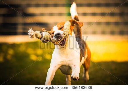 Happy Beagle Dog In Backyard Runs And Hops Jocularly With The Toy Towards Camera. Pets In Garden.