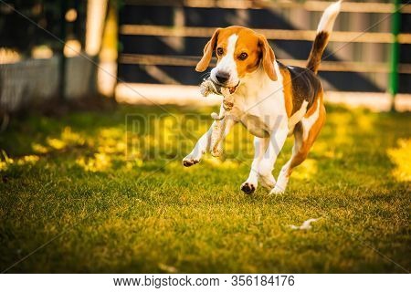 Happy Beagle Dog In Backyard Runs And Hops Jocularly With The Toy Towards Camera. Pets In Garden.