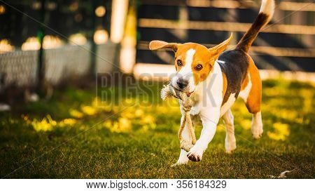 Happy Beagle Dog In Backyard Runs And Hops Jocularly With The Toy Towards Camera. Pets In Garden.