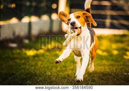 Happy Beagle Dog In Backyard Runs And Hops Jocularly With The Toy Towards Camera. Pets In Garden.