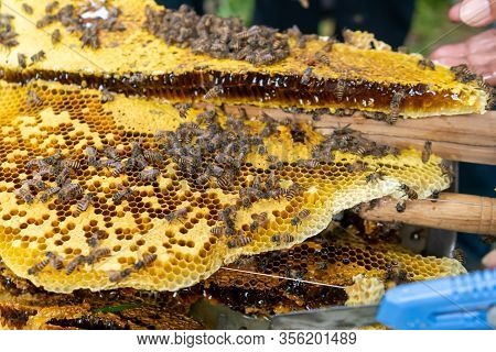 Bee Colony Full Of Honey High Nutrient And Vitamin Transfer To Beekepping Handmade Box.