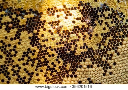 Bee Colony Full Of Honey High Nutrient And Vitamin Transfer To Beekepping Handmade Box.